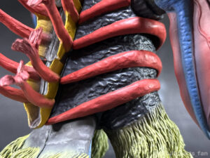 【簡易レビュー】S.H.Figuarts バードン